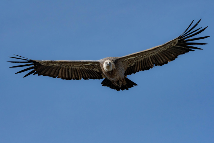 Vautour