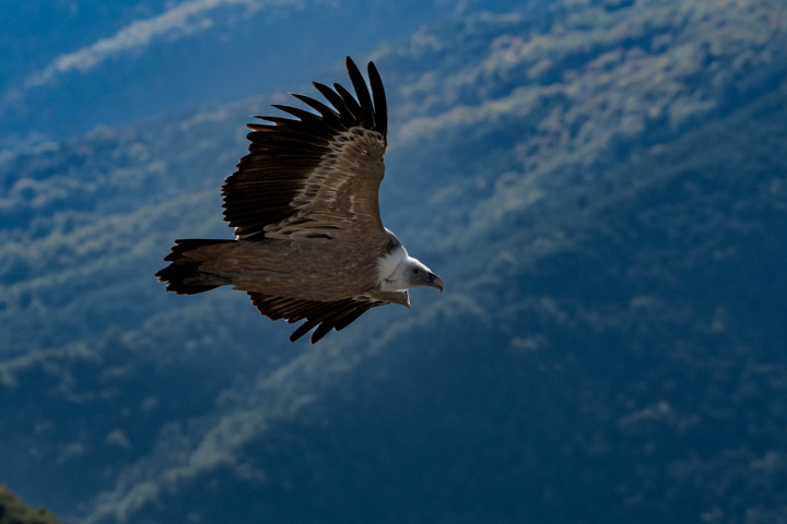 Vautour 